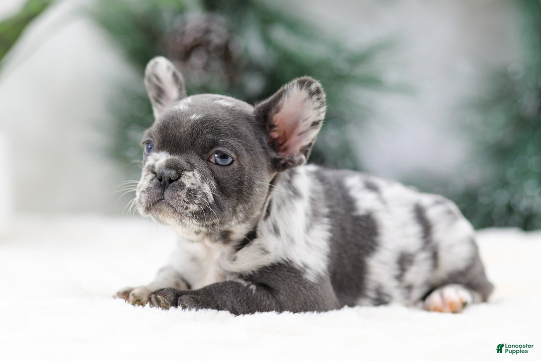 French Bulldog dogs for sale: Twinkle - Ad 6