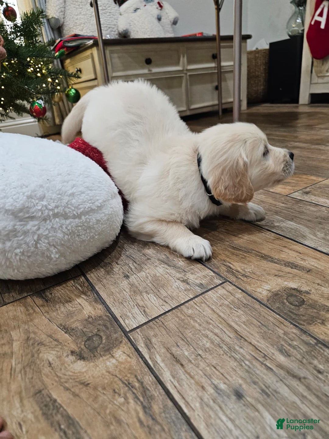 Golden Retriever dogs for sale: Golden Retriever Puppy 4 - Ad 51