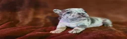French Bulldog dogs for sale: Ruby - Ad 8