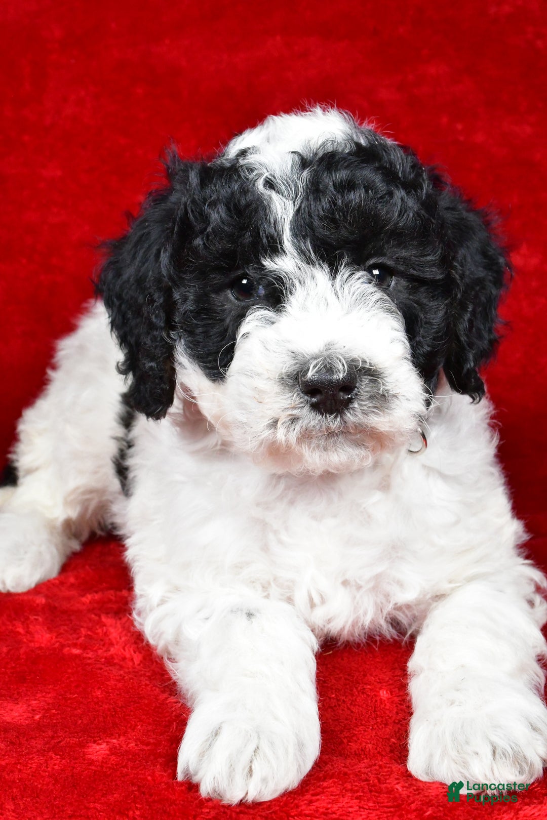 Mixed Breed dogs for sale: Sophie  - Ad 6