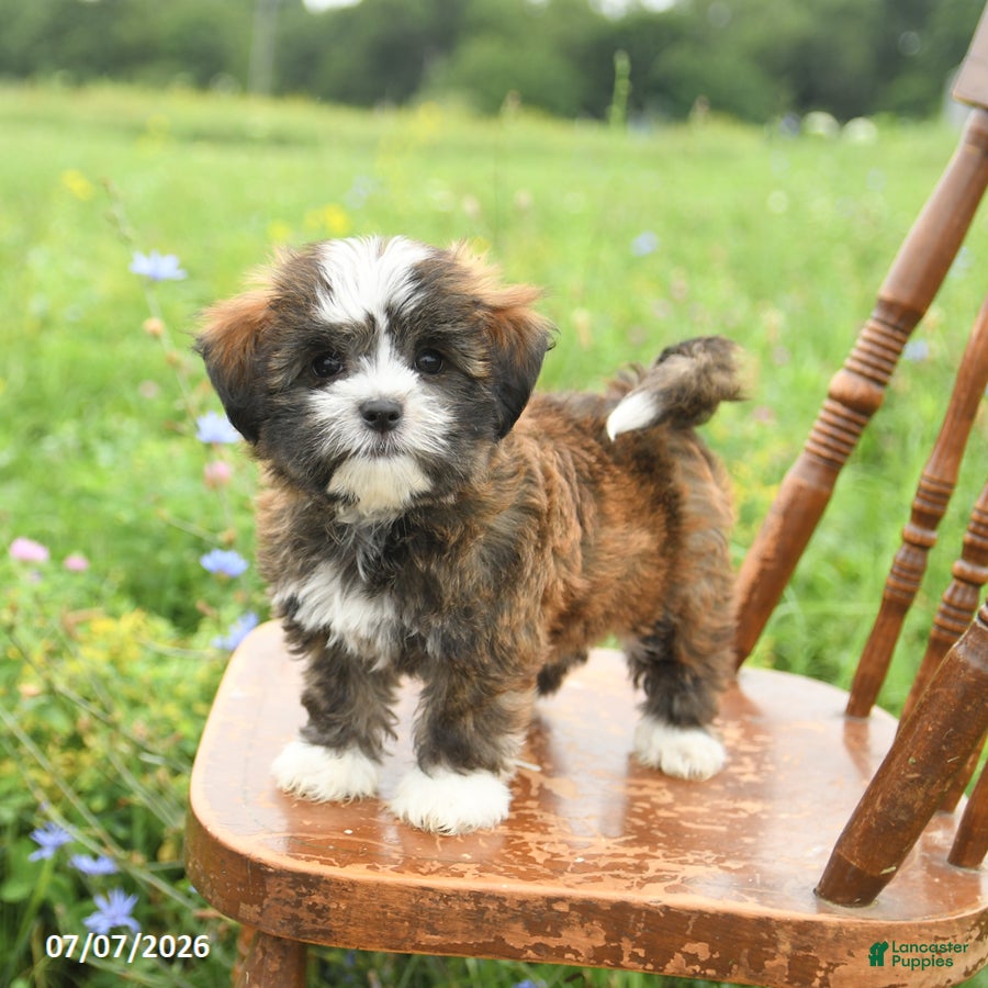 Mixed Breed dogs Lola - Ad 1