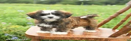 Mixed Breed dogs for sale: Lola - Ad 1