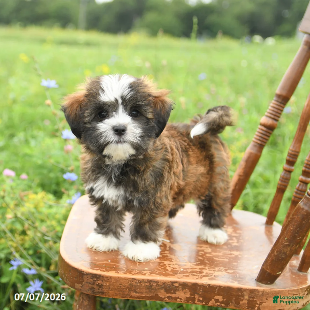 Mixed Breed dogs for sale: Lola - Ad 1