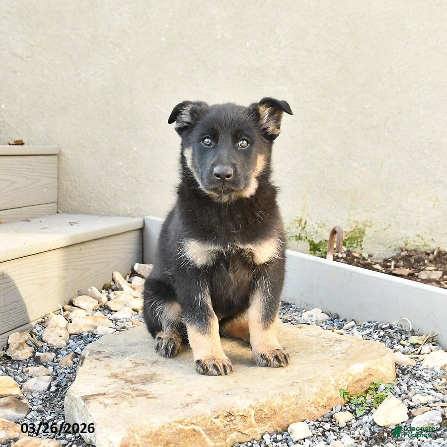 Mixed Breed dogs Satin - Ad 1