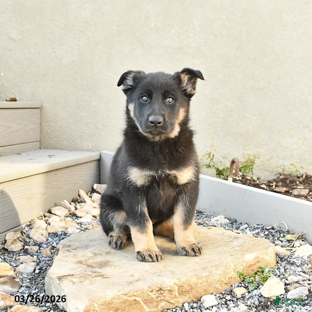 Mixed Breed dogs for sale: Satin - Ad 1