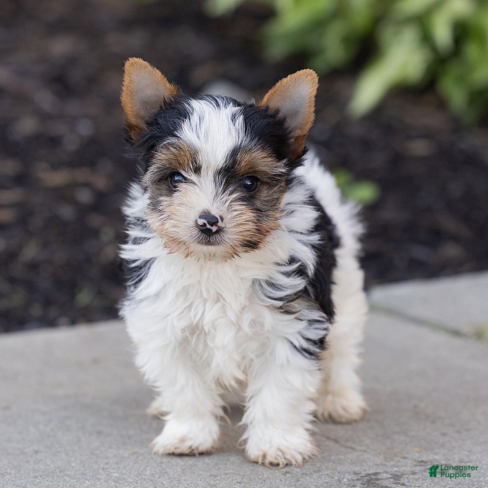 Biewer Terrier dogs Bennie Biewer Terrier  - Ad 1