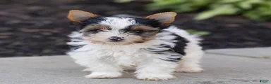 Bennie Biewer Terrier 