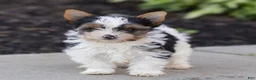 Biewer Terrier dogs for sale: Bennie Biewer Terrier  - Ad 1