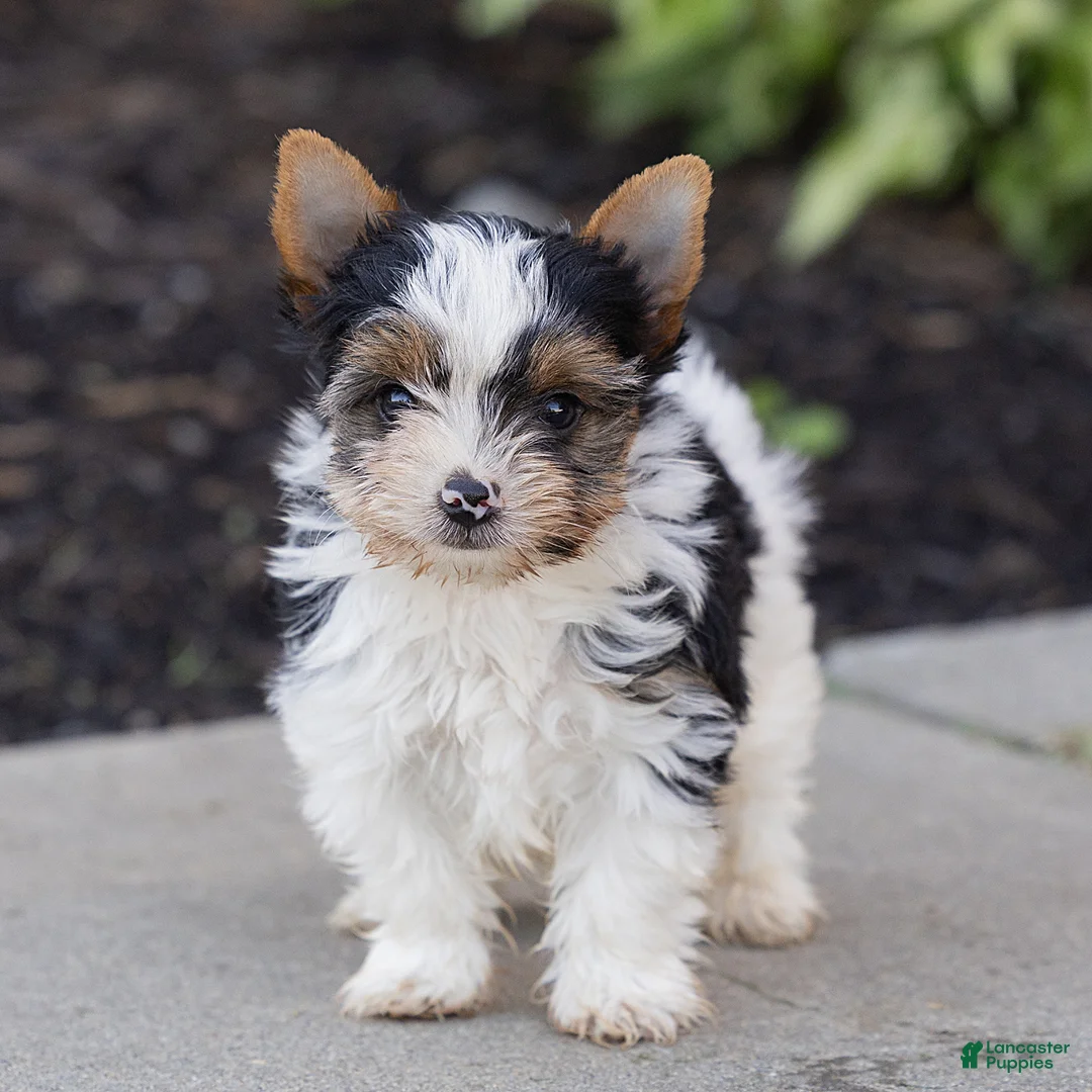 Biewer Terrier dogs for sale: Bennie Biewer Terrier  - Ad 1