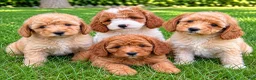 Cavapoo dogs for sale: Bonnie - Ad 6