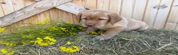 Labrador Retriever dogs for sale: Scarlette - Ad 5