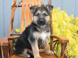 German Shepherd dogs - Ad 17
