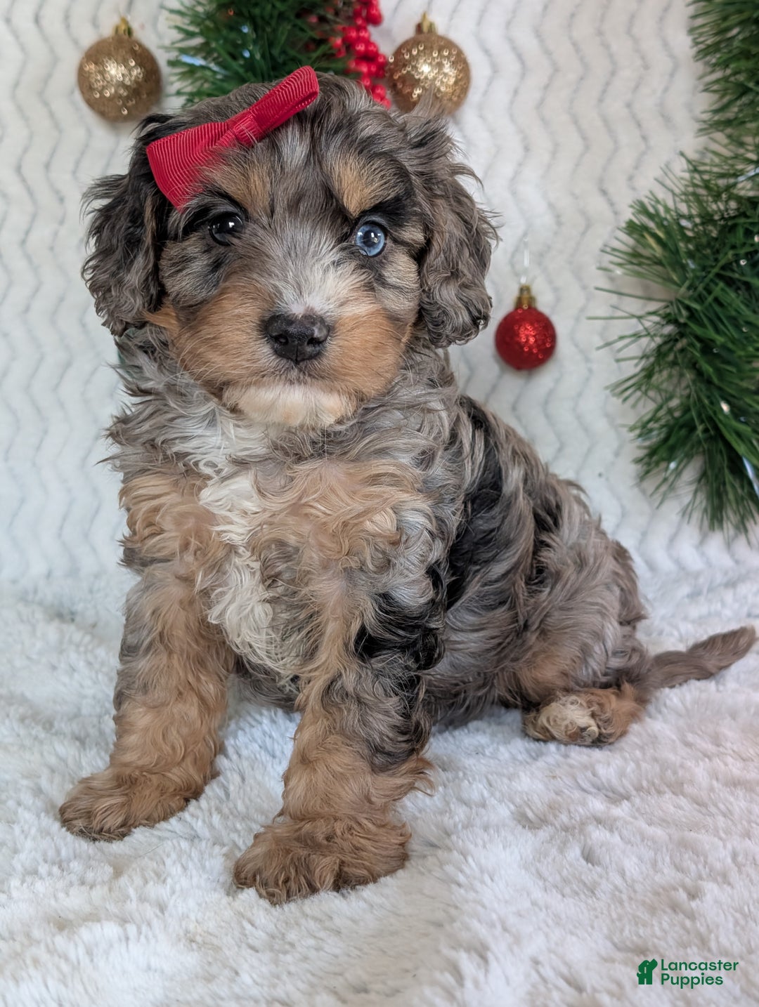 Cavapoo dogs for sale: Nemo - Ad 2