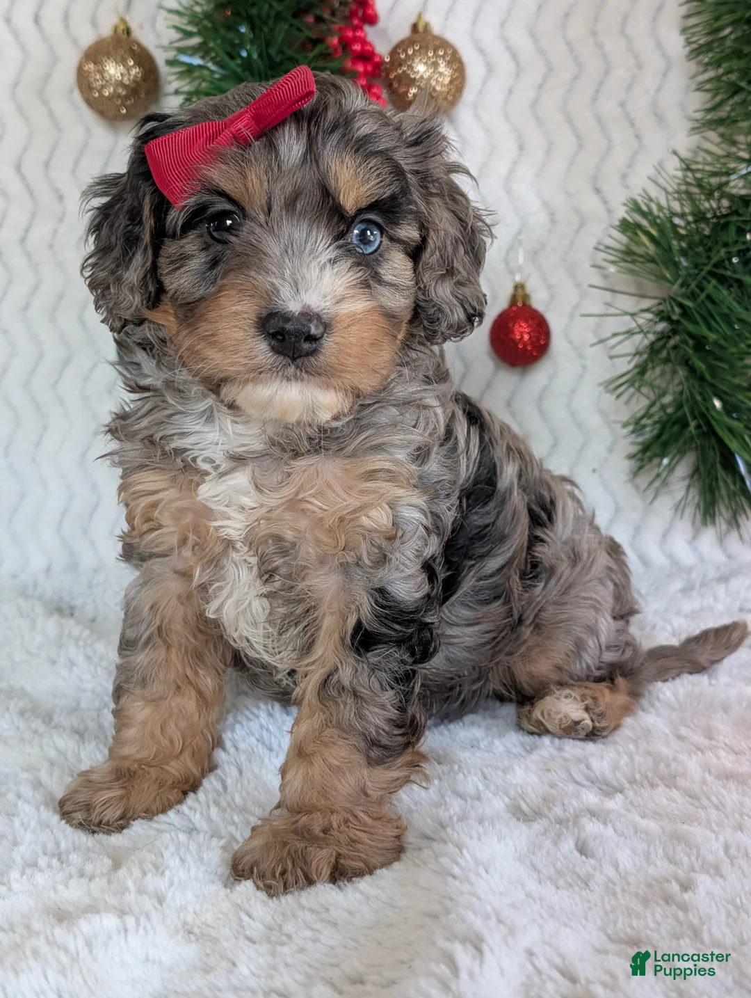 Cavapoo dogs for sale: Nemo - Ad 2