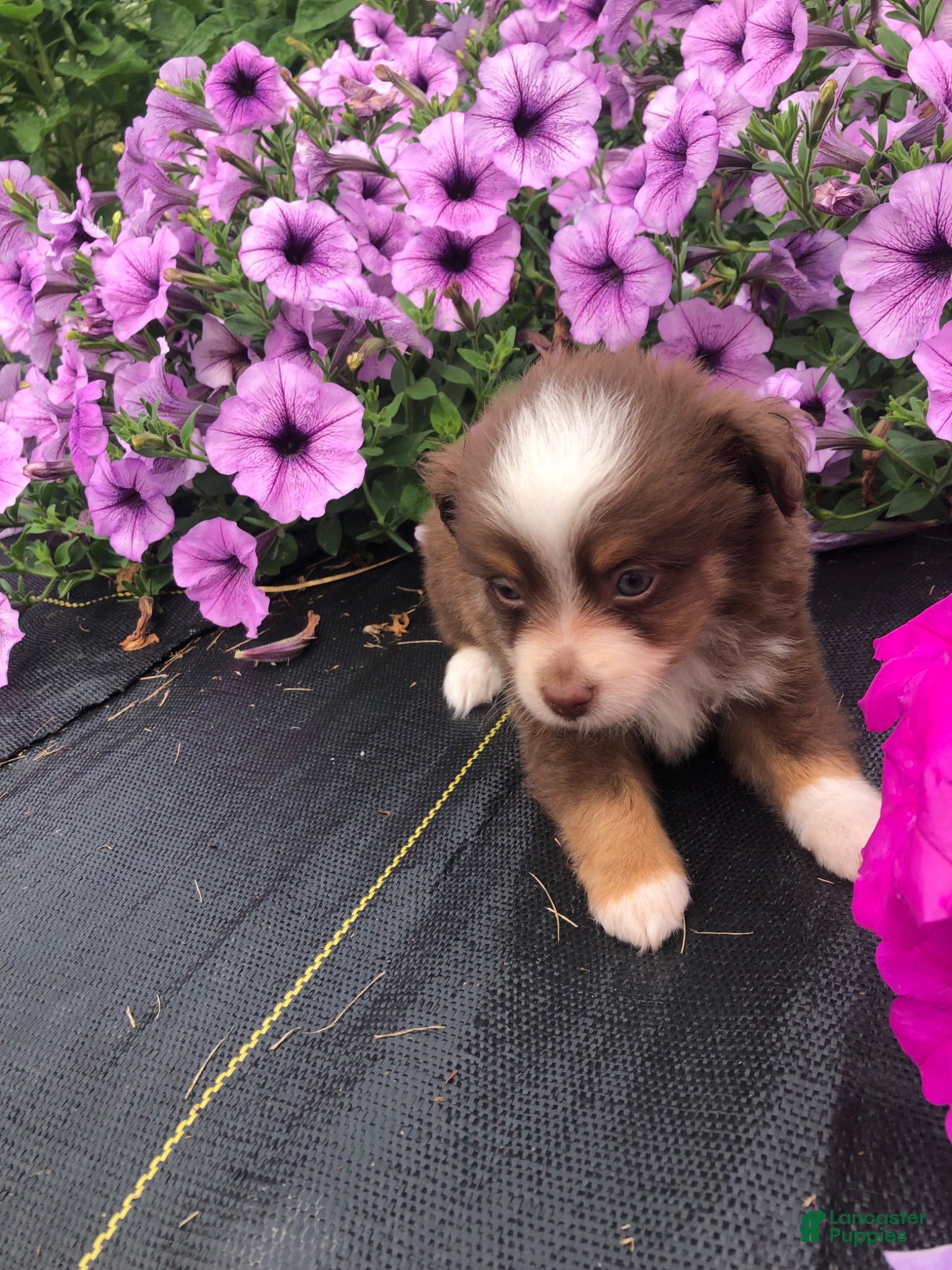 Toy Australian Shepherd dogs Ace - Ad 2