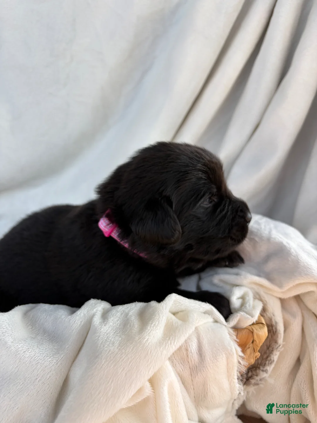 Newfoundland dogs for sale: Luna  - Ad 1
