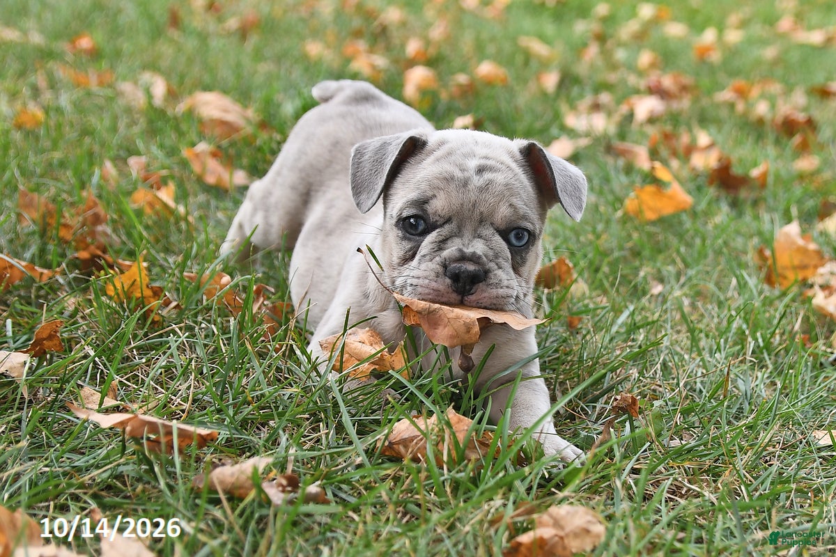 Frenchton dogs Pluto - Ad 1