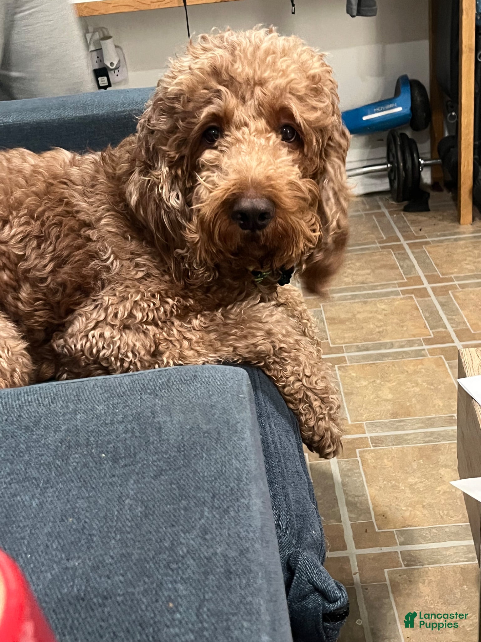 Goldendoodle dogs Noah  - Ad 2
