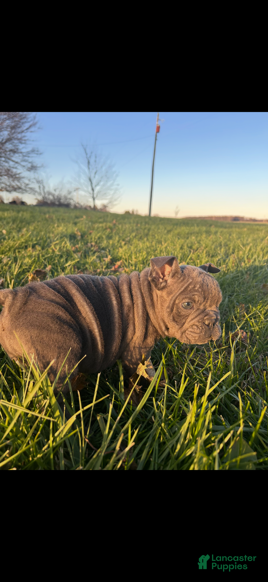 English Bulldog dogs for sale: Lucy - Ad 2