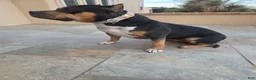 American Bully dogs for sale: American Bully Female - Ad 5