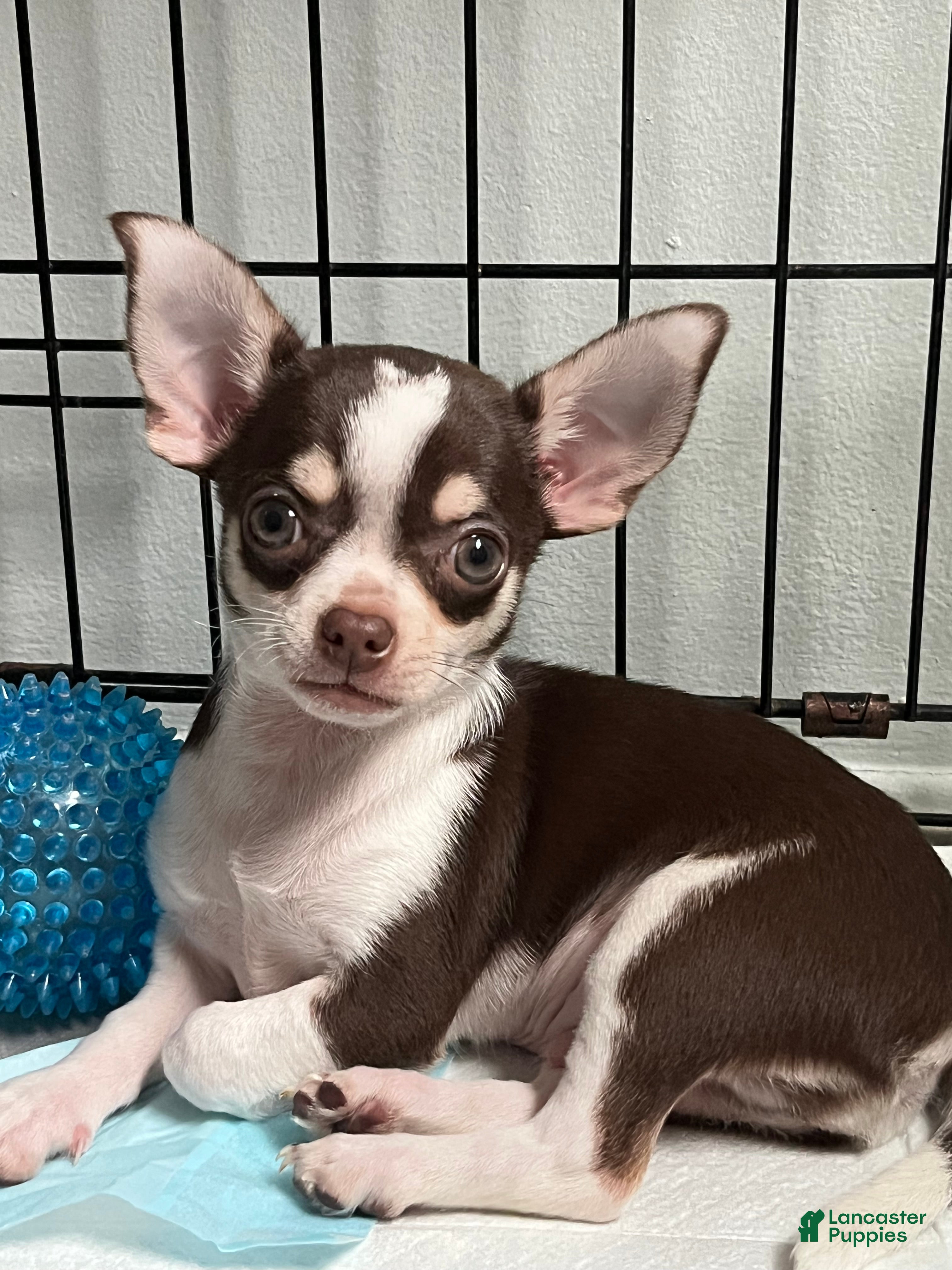 Chihuahua dogs Chihuahua Puppy 1 - Ad 37