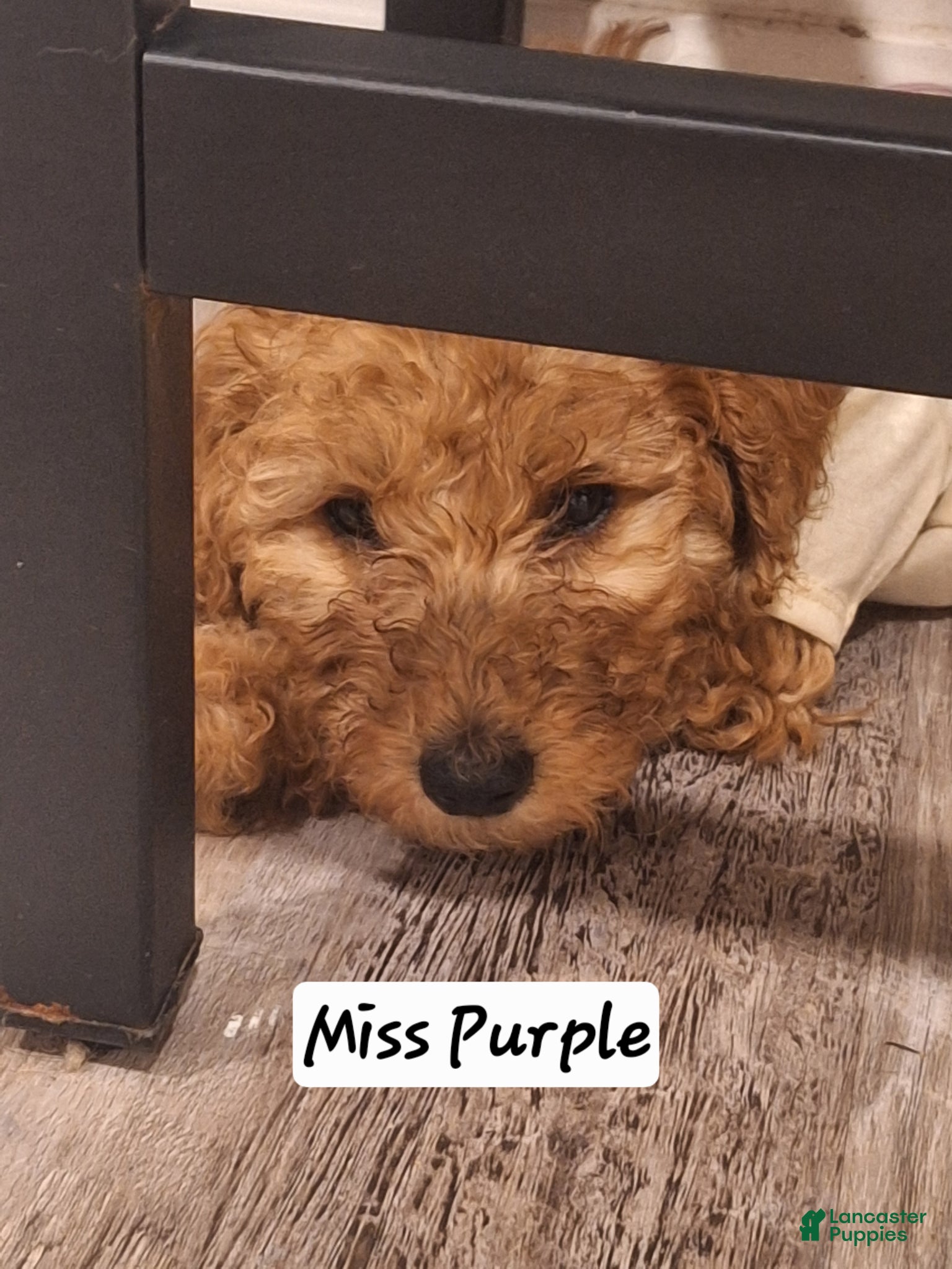 Goldendoodle dogs Goldendoodle Puppy 4 - Ad 2