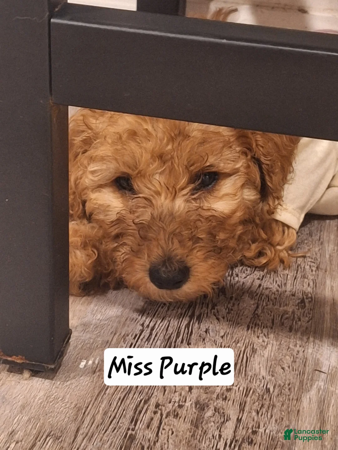 Goldendoodle dogs for sale: Goldendoodle Puppy 4 - Ad 2