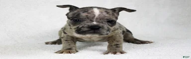 Black Brindle Merle Female