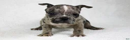 American Bully dogs for sale: Black Brindle Merle Female - Ad 1