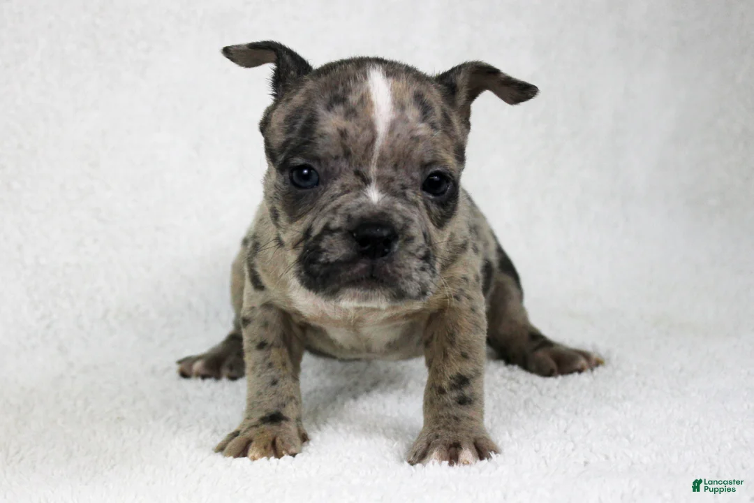 American Bully dogs for sale: Black Brindle Merle Female - Ad 1