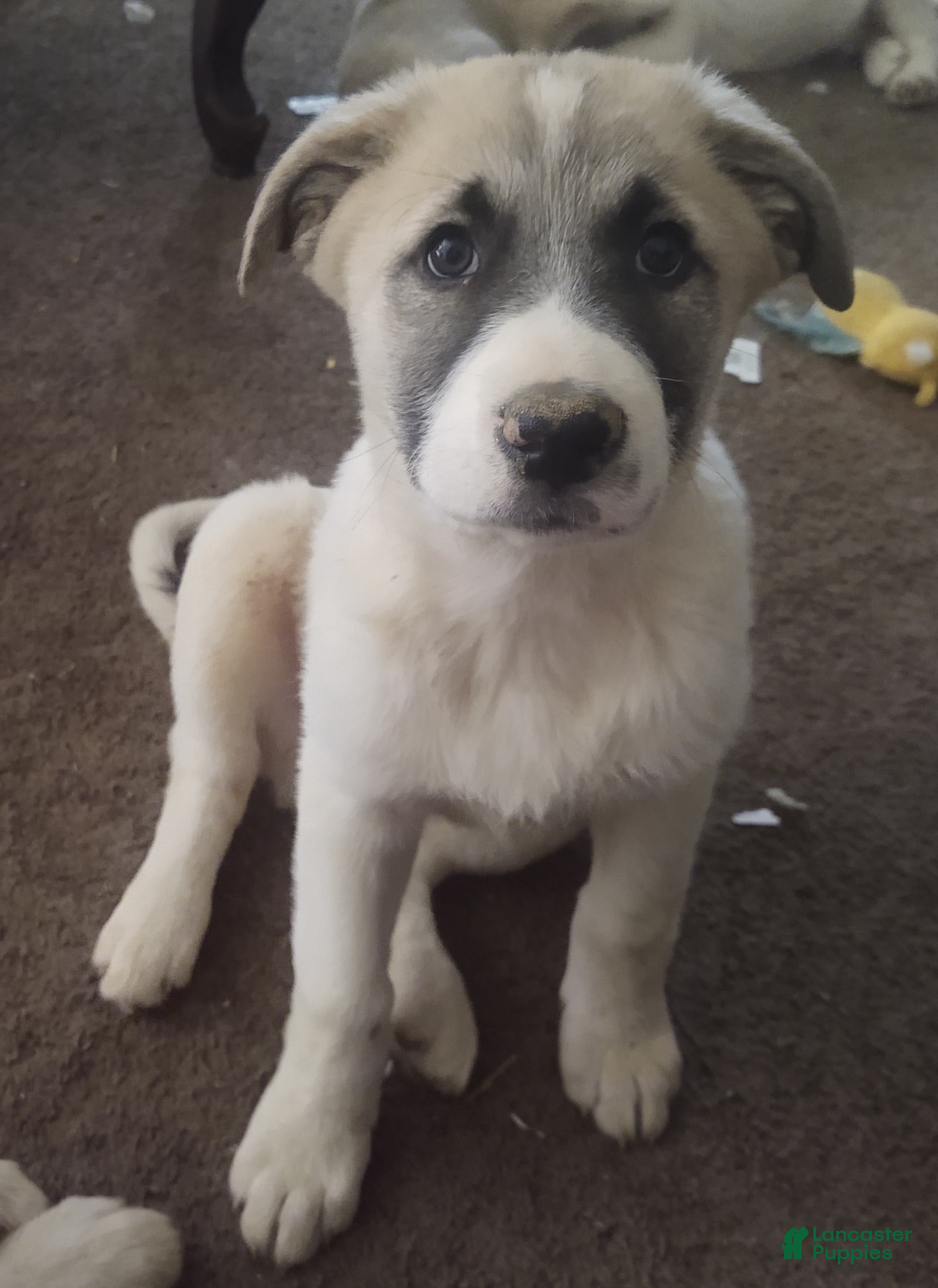 Mixed Breed dogs Great Pyrenees German Shepherd (Baby JoJo) - Ad 5