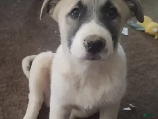 Mixed Breed dogs Great Pyrenees German Shepherd (Baby JoJo) - Ad 5