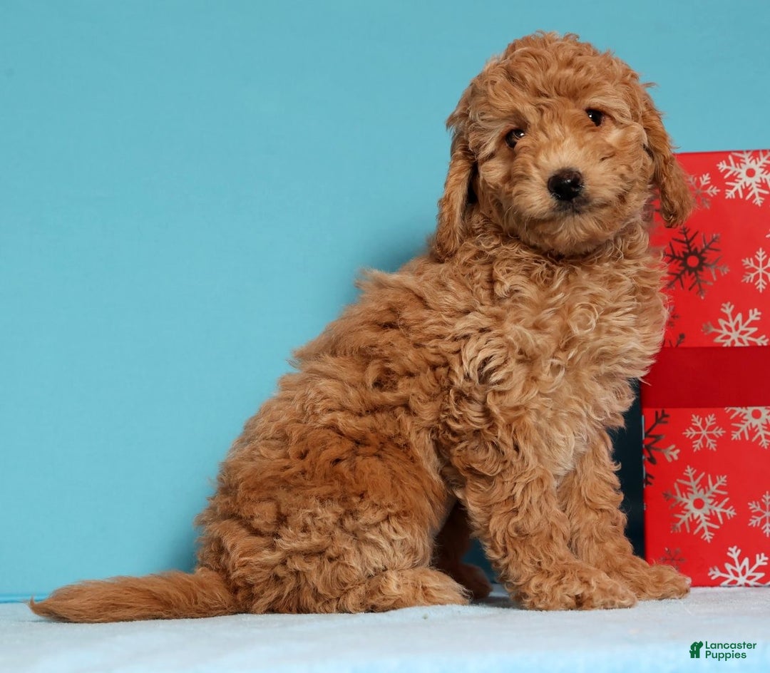 Cockapoo dogs for sale: Daphne - Ad 2