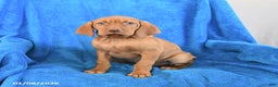 Vizsla dogs for sale: Sugar - Ad 2