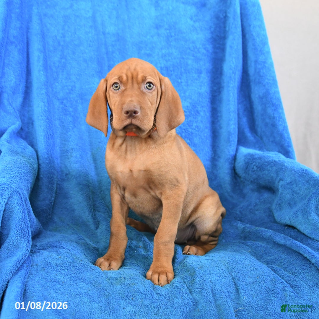 Vizsla dogs for sale: Sugar - Ad 2