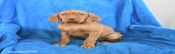 Vizsla dogs for sale: Sugar - Ad 2