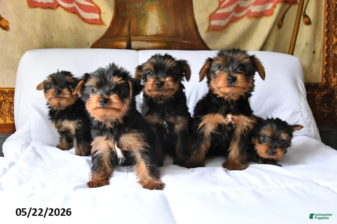 Yorkshire Terrier dogs for sale: Mojo - Ad 5