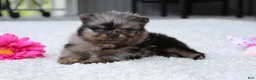 Pomeranian dogs for sale: Lexi - Ad 3