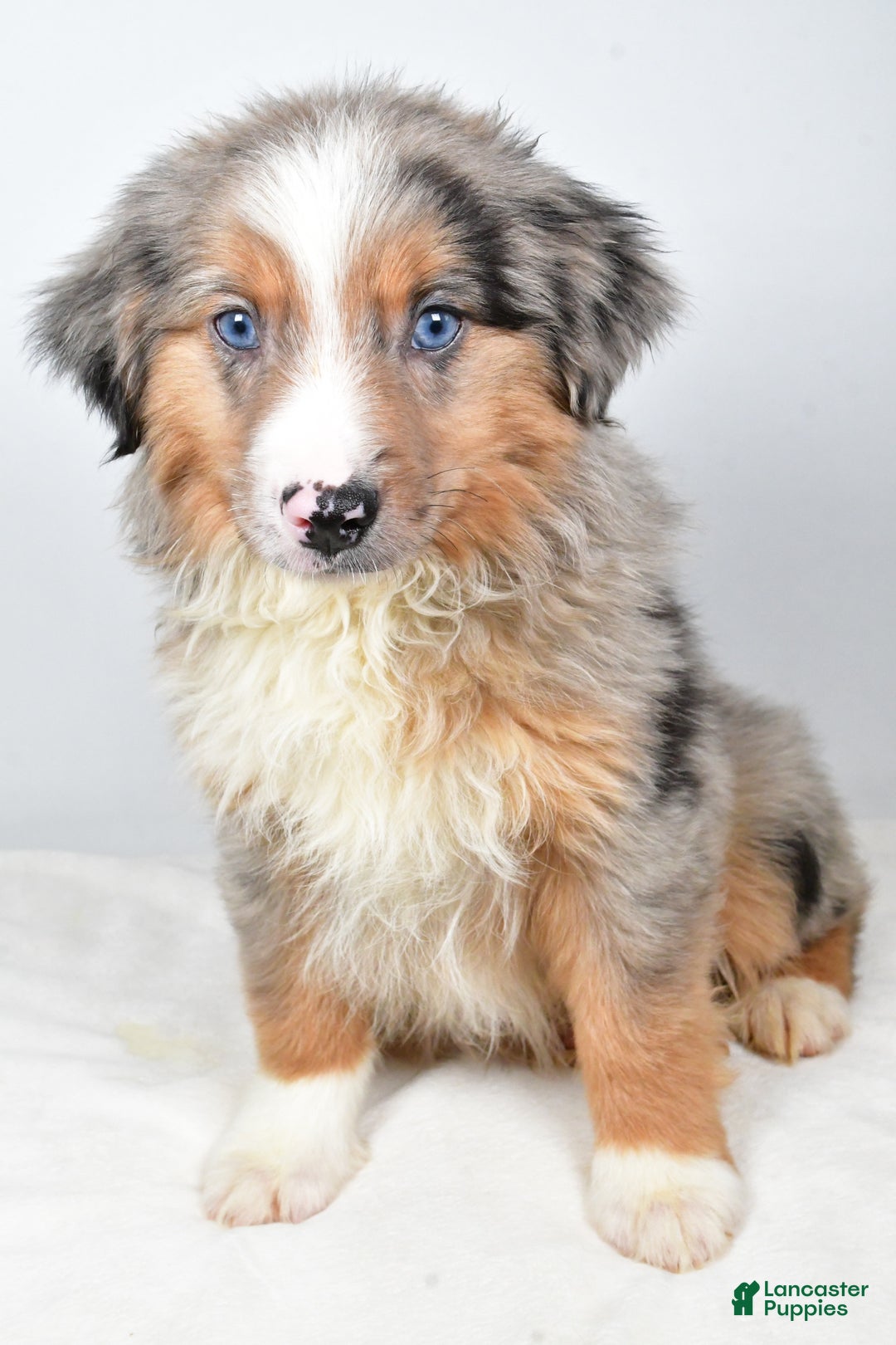 Miniature Australian Shepherd dogs for sale: Winston - Ad 1