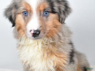 Miniature Australian Shepherd dogs Winston - Ad 1