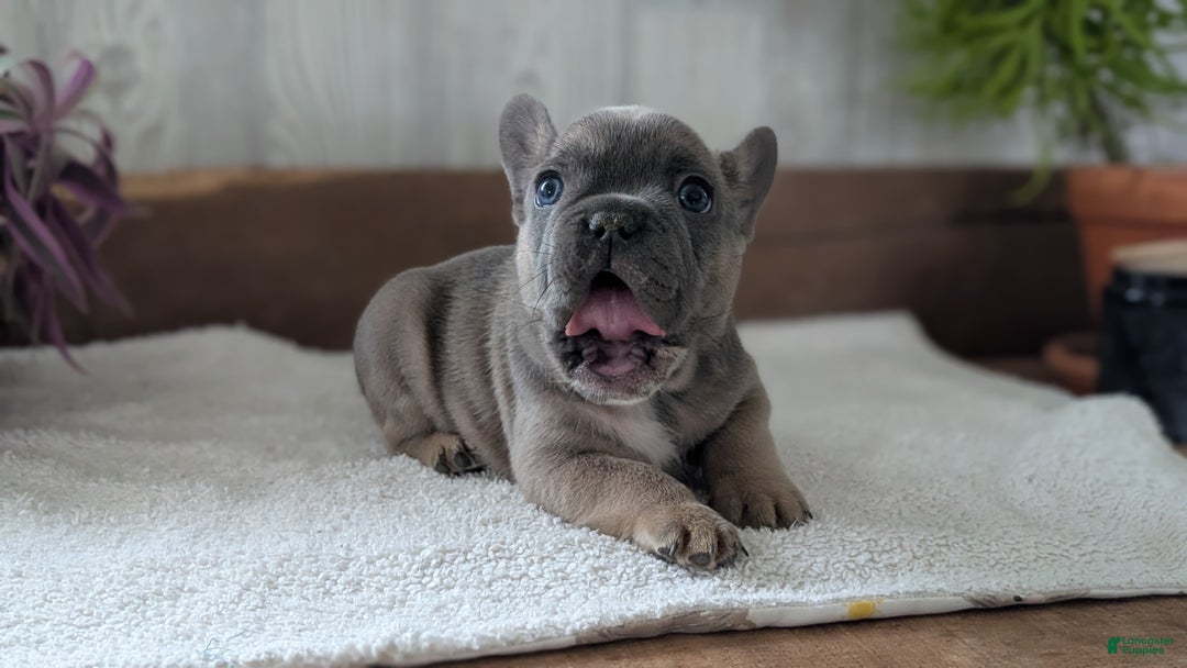 French Bulldog dogs for sale: Namor - Ad 11