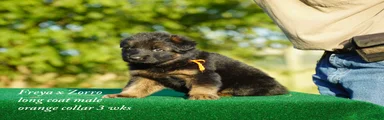 gsd male orange collar