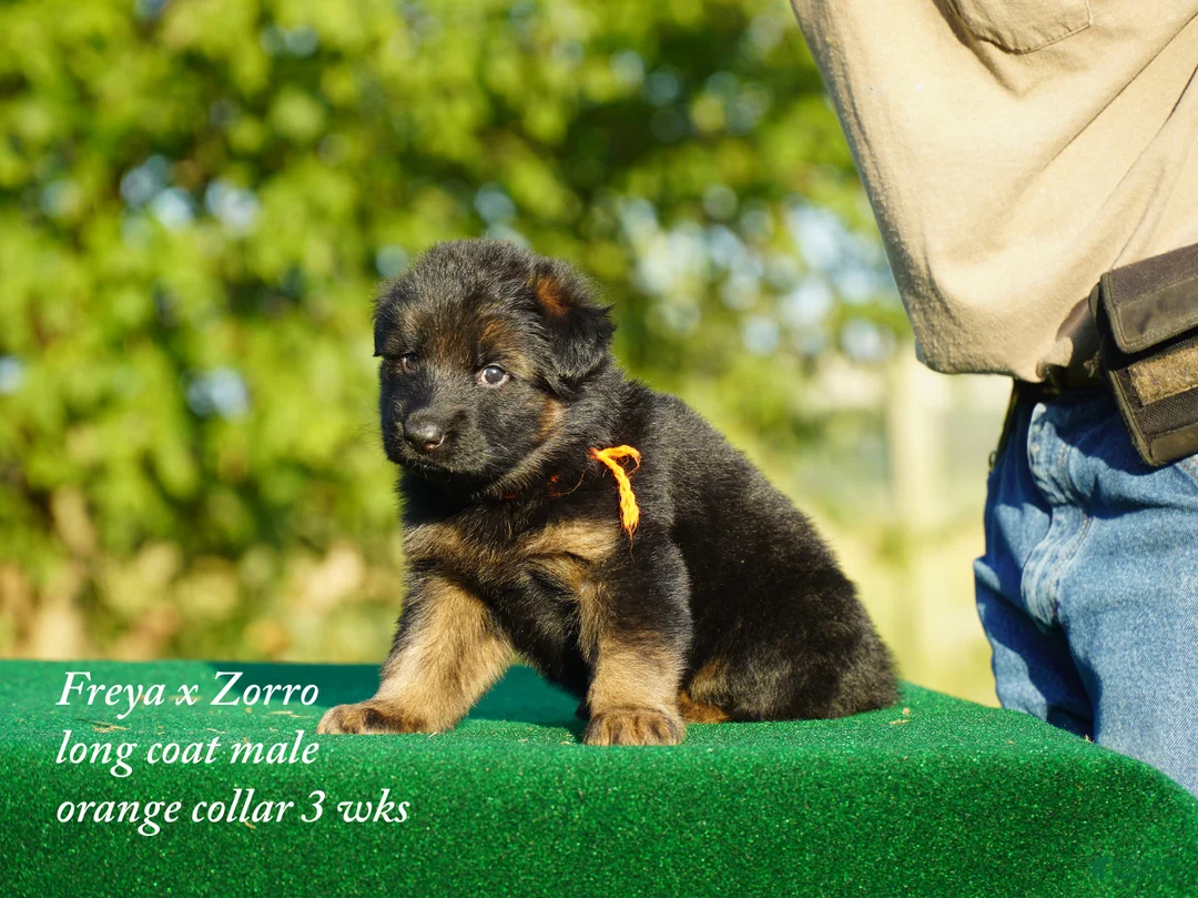 German Shepherd dogs for sale: gsd male orange collar - Ad 1