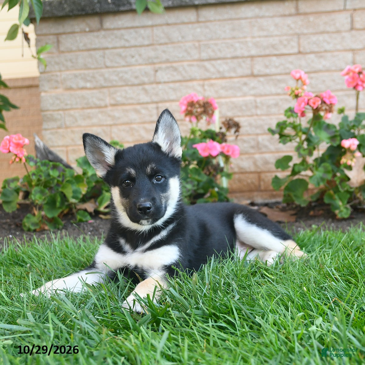 Gerberian Shepsky dogs for sale: Joker  - Ad 2
