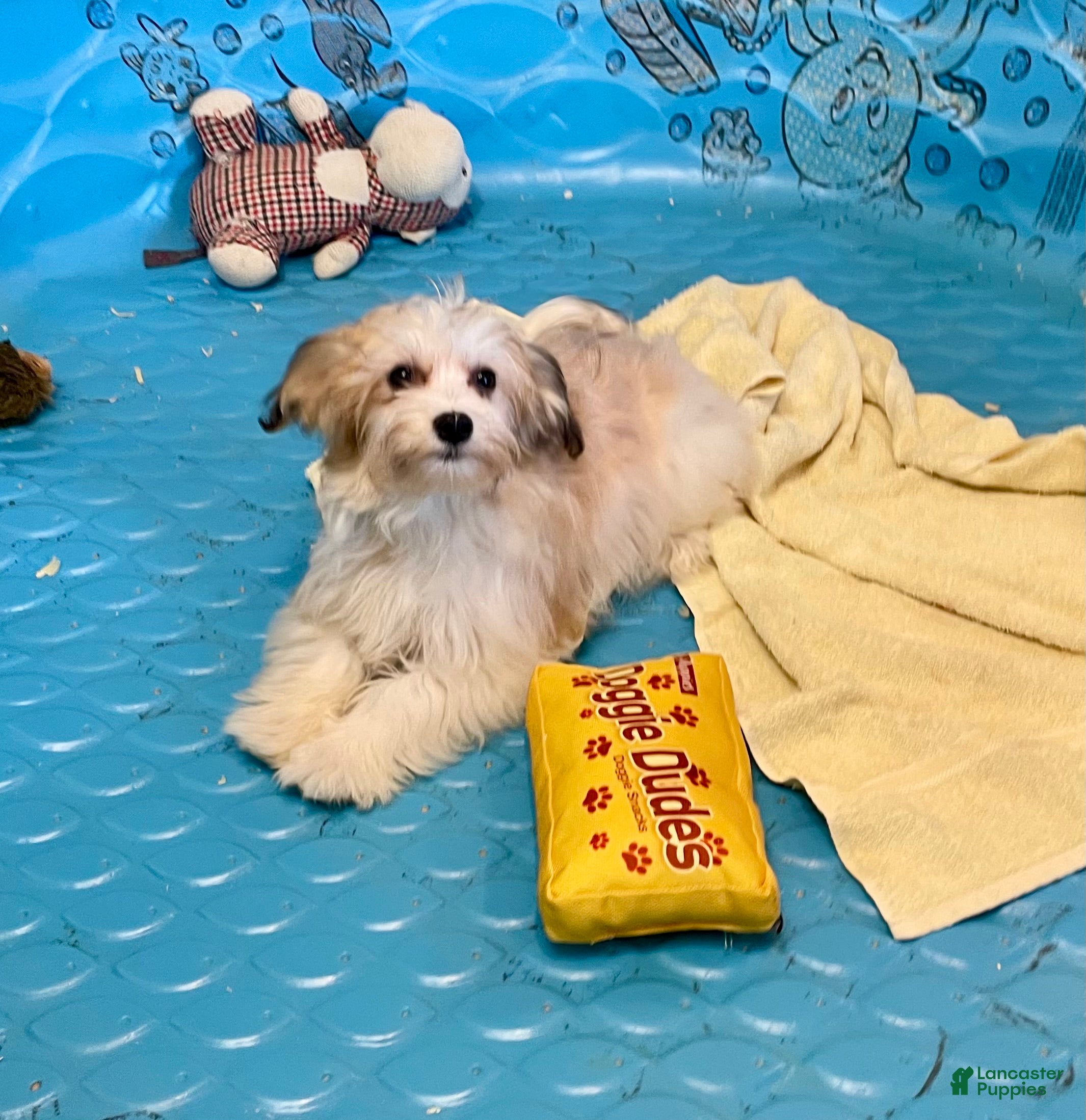 Mixed Breed dogs Shirley - Ad 34