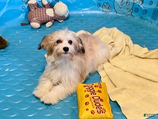 Mixed Breed dogs Shirley - Ad 35