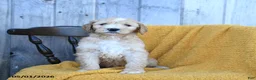 Goldendoodle dogs for sale: Colby Jack - Ad 2