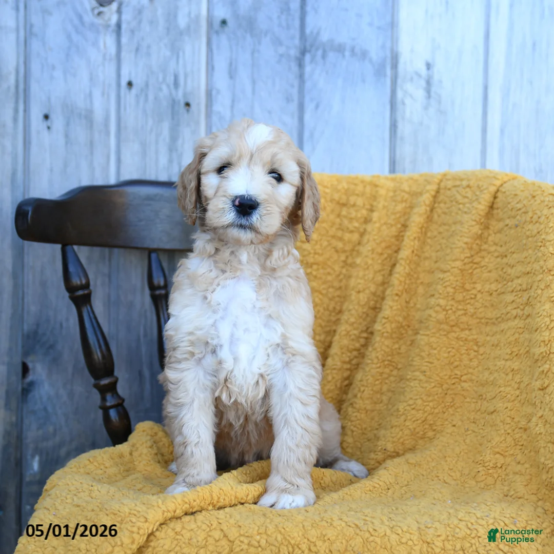 Goldendoodle dogs for sale: Colby Jack - Ad 2