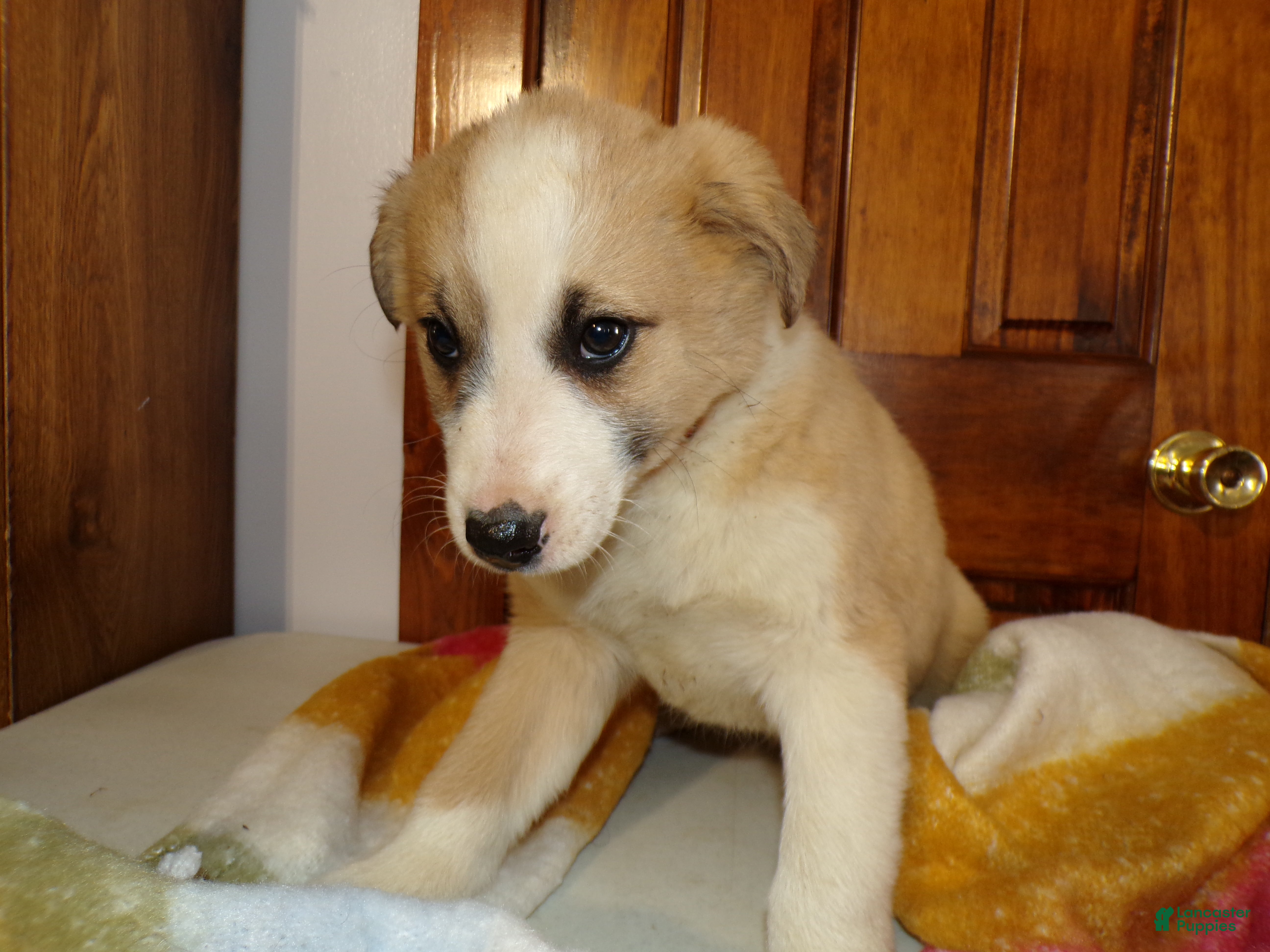 Mixed Breed dogs Mixed Breed Puppy 3 Belle - Ad 39