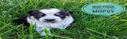 Mixed Breed dogs for sale: Mopsy  - Ad 5